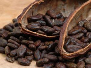 Giá cacao đã sụt xuống mức thấp trong 32 tháng