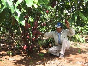 Mỹ hỗ trợ phát triển cacao bền vững tại Đắk Lắk