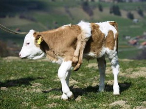 Bê con sáu chân chào đời tại trang trại ở Thụy Sĩ
