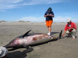 Peru điều tra nguyên nhân làm cá heo chết hàng loạt