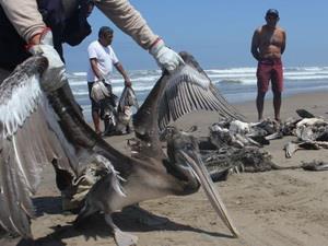 Hàng nghìn con chim chết không rõ lý do ở biển Peru