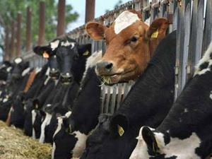 Nông dân Đài Loan ném phân bò phản đối thịt bò Mỹ