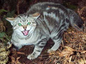 Xuất hiện loài mèo hoang từng bị cho là tuyệt chủng