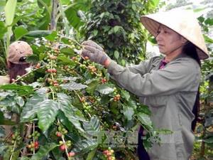 Việt Nam-Angola tăng cường hợp tác nông nghiệp