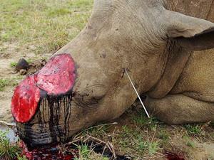 Nam Phi dùng máy bay đối phó nạn săn trộm tê giác