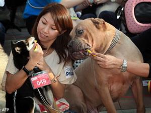 300 chó được tập trung để chải răng tại Hong Kong