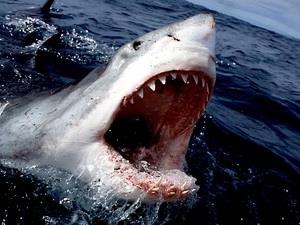 Lo cá mập tấn công, New Zealand đóng cửa bãi tắm