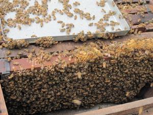 Hướng dẫn kỹ thuật nuôi ong lấy mật cho Campuchia