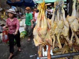 Campuchia tăng cường biện pháp ngăn cúm gia cầm