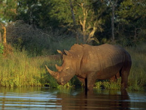 71 tê giác ở Nam Phi bị giết trong thời gian ngắn