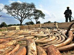 Kenya bắt lượng lớn ngà voi buôn bán trái phép