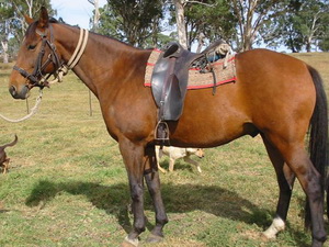 Malaysia áp đặt lệnh cấm nhập ngựa từ Australia