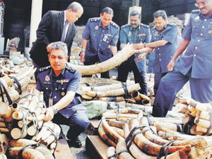 Hải quan Malaysia thu giữ 2 container chứa ngà voi 